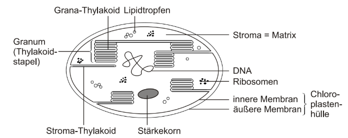 Schema eines Chloroplasten mit beschrifteten Bestandteilen wie Grana, Stroma, DNA und Ribosomen.
